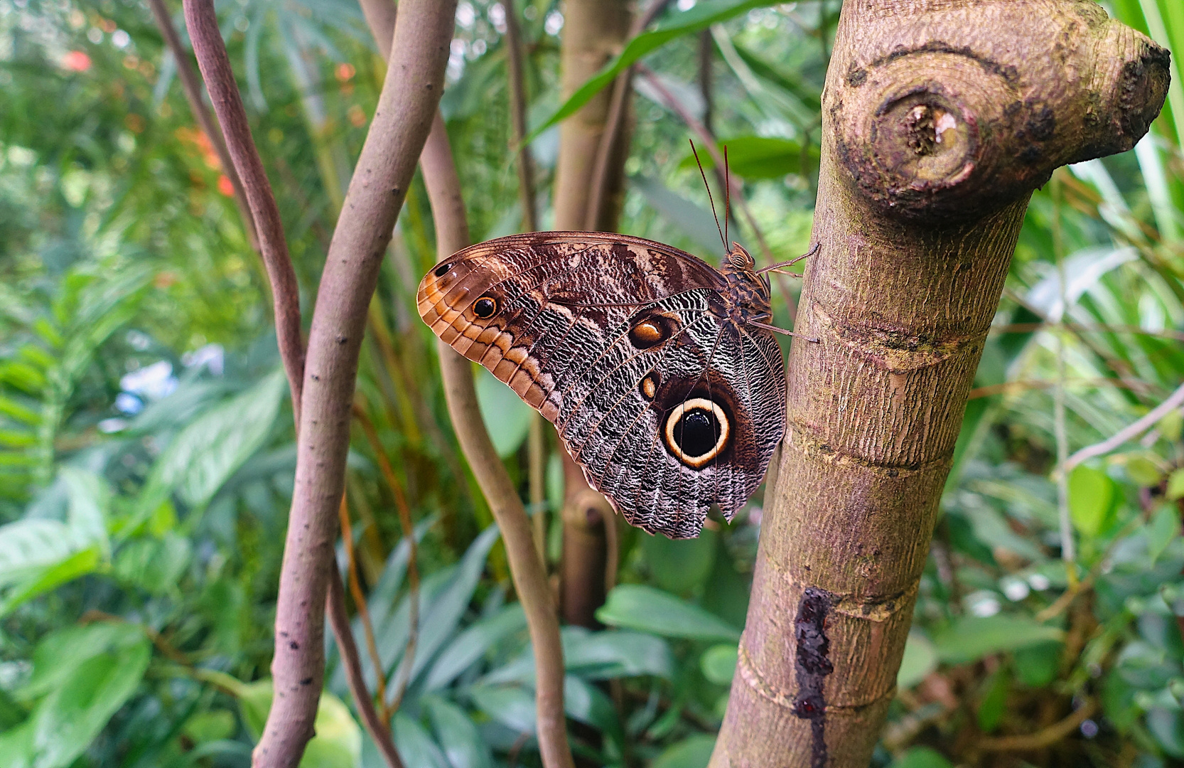 Schmetterling