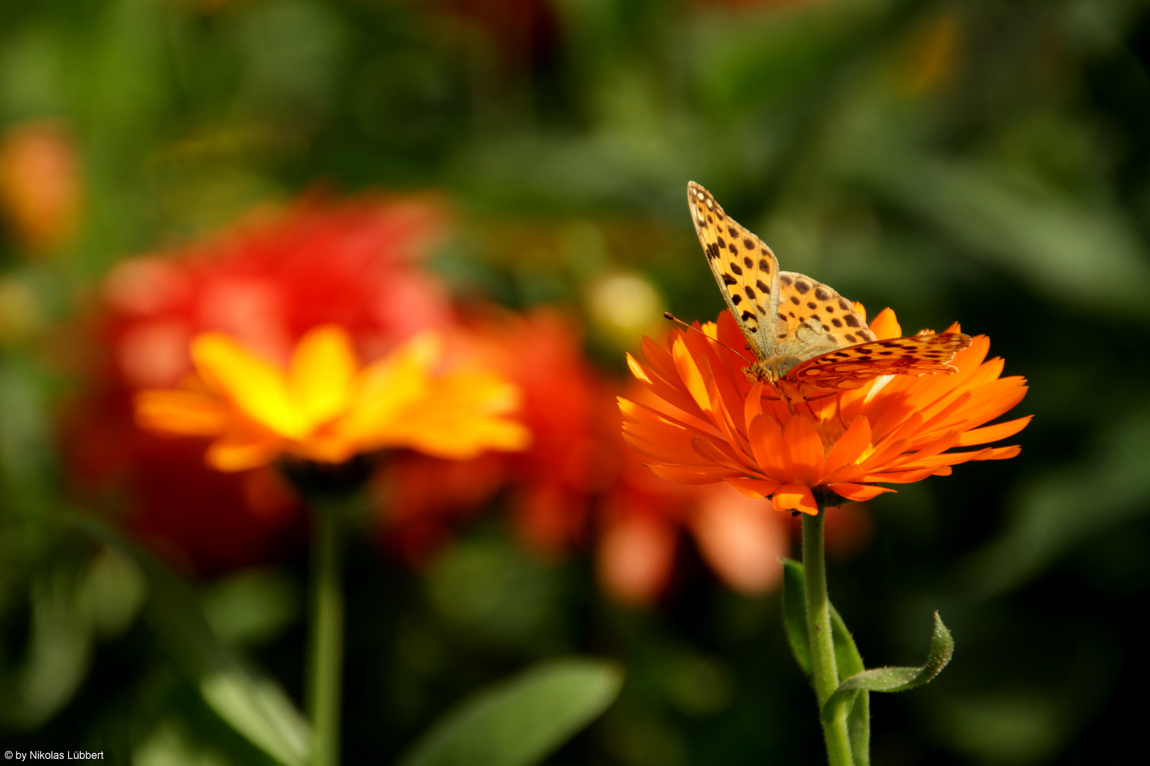 Schmetterling