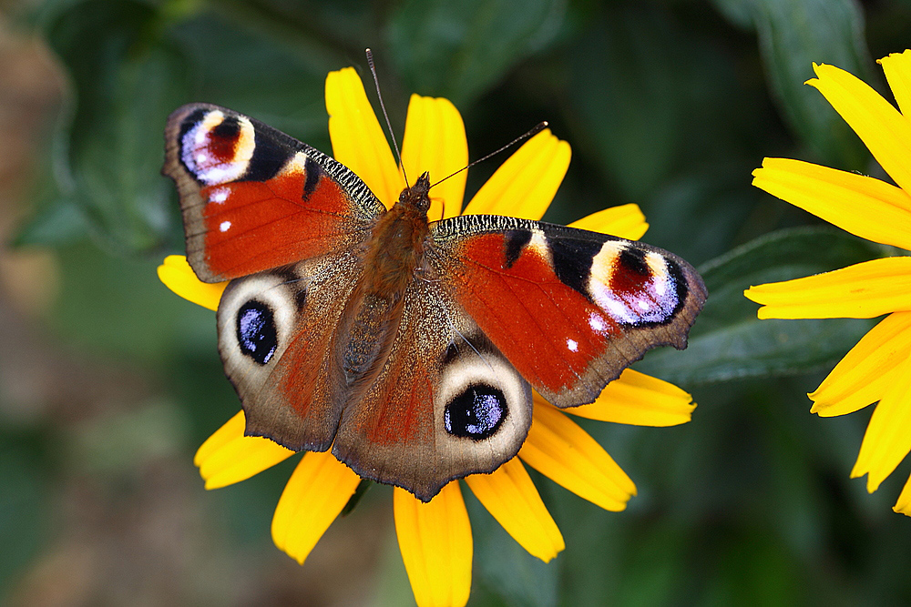 Schmetterling 07.08.2013