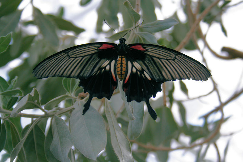 Schmetterling