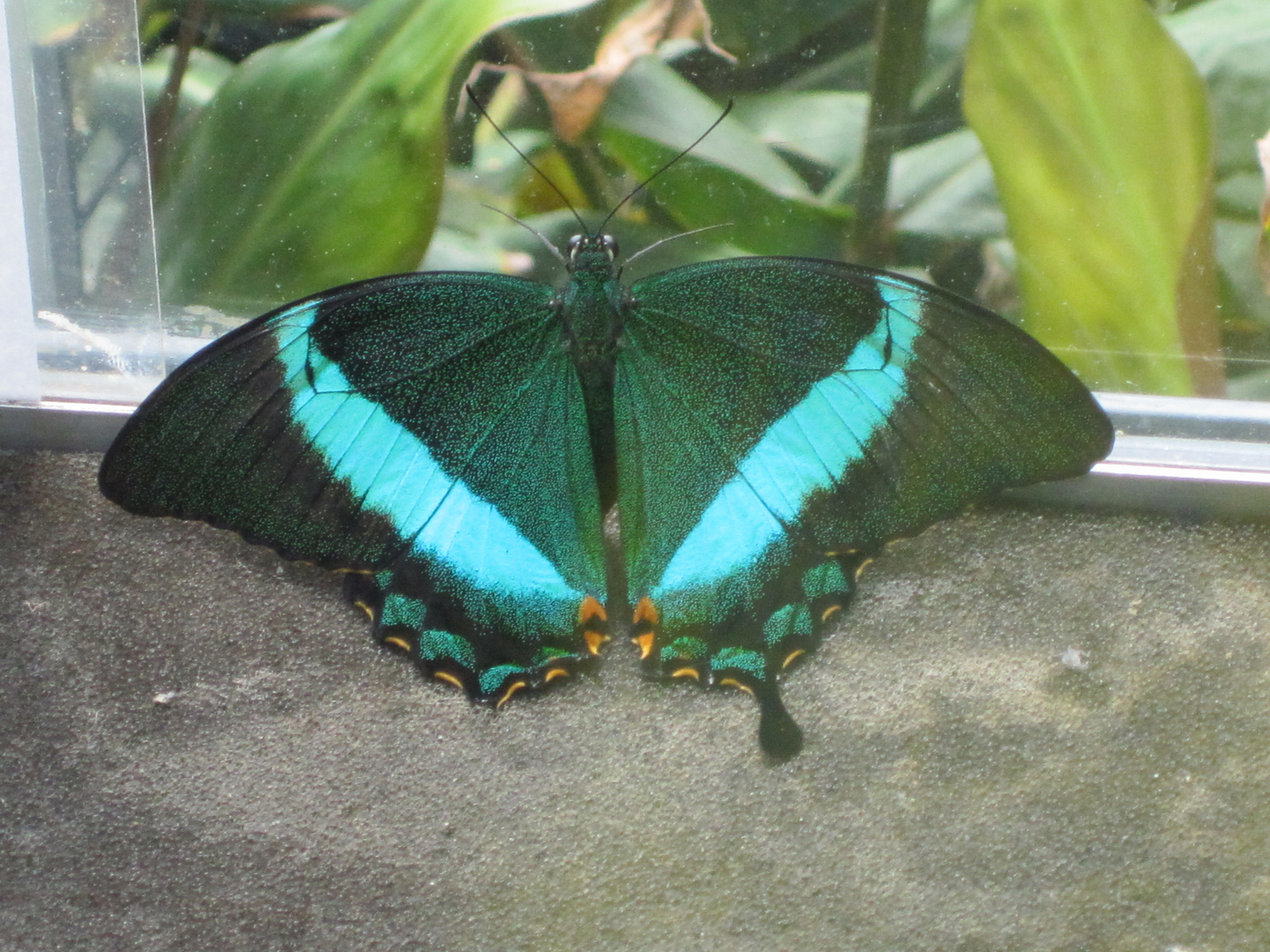 Schmetterling