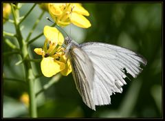 Schmetterling