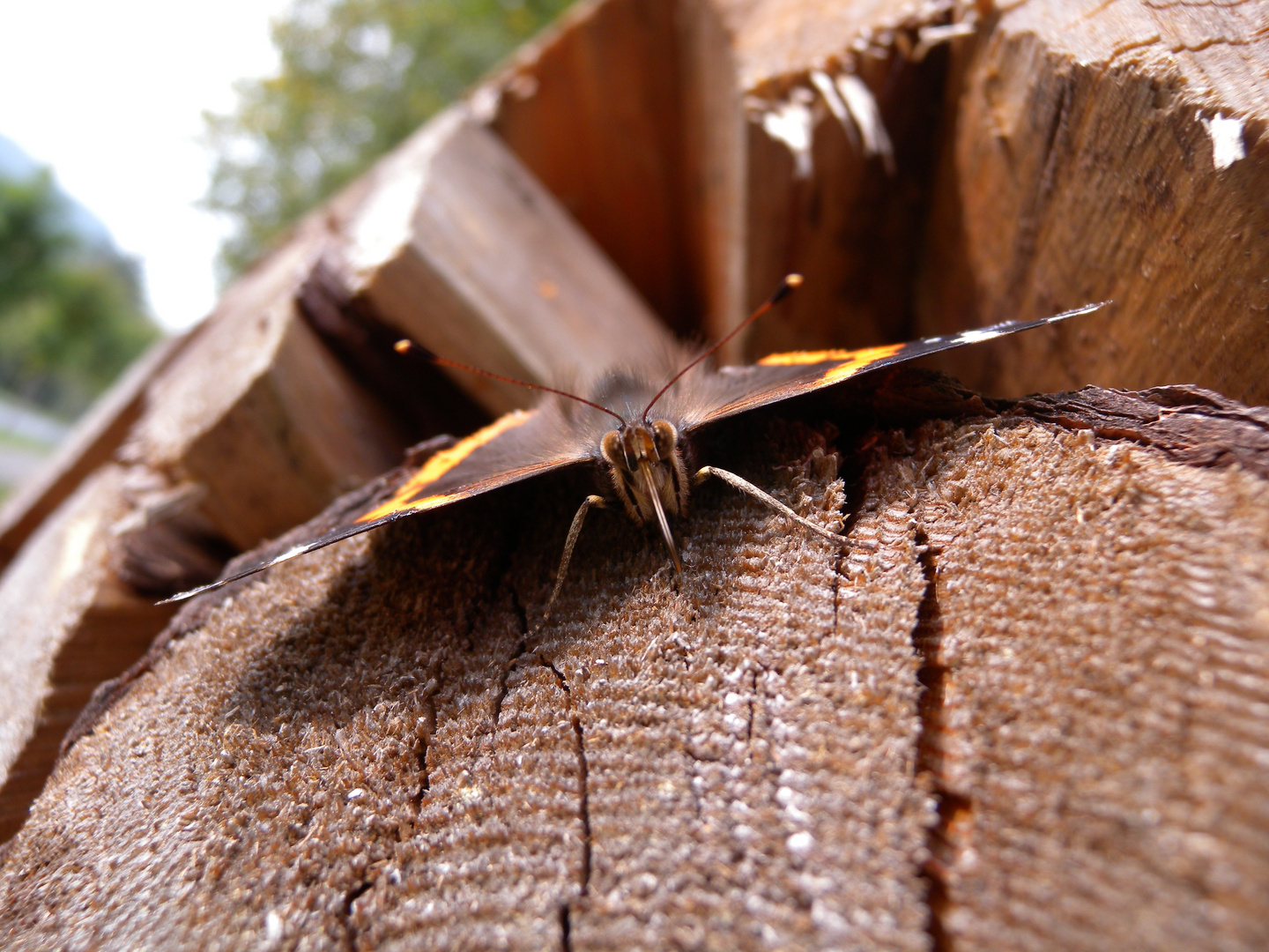 schmetterling