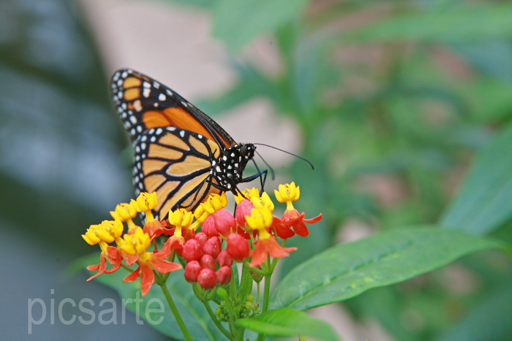 Schmetterling