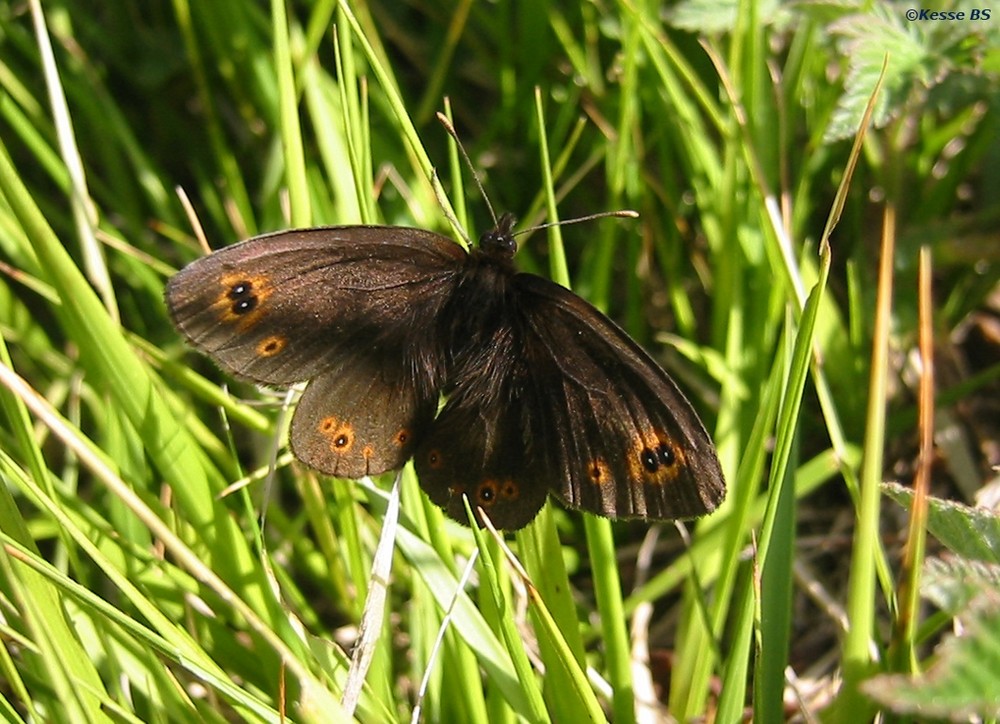 Schmetterling