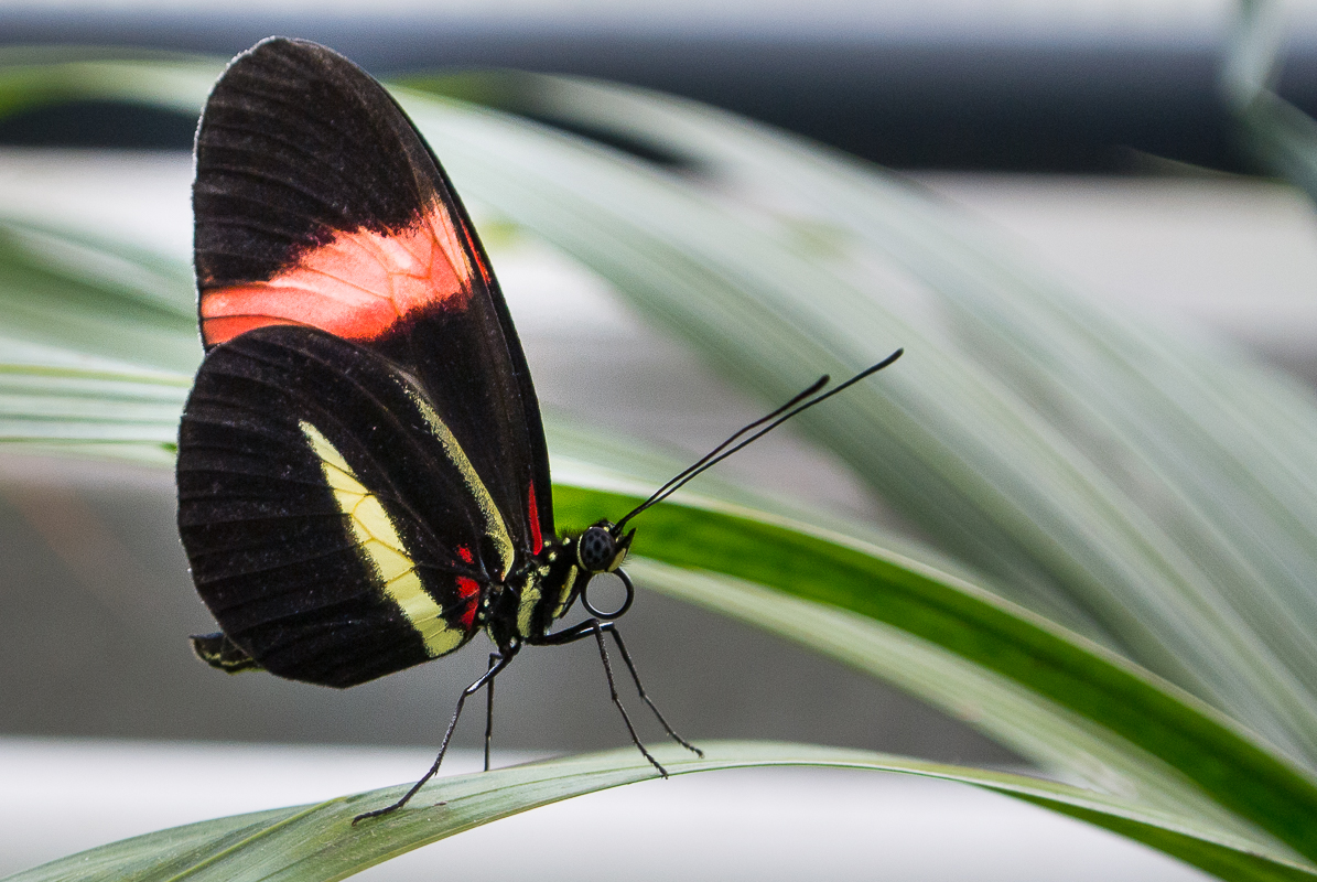 Schmetterling