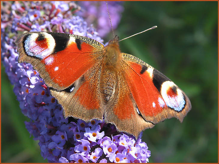 Schmetterling