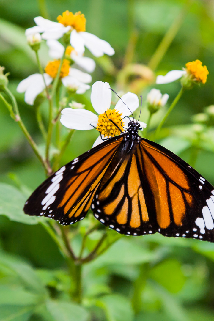 Schmetterling