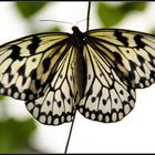 Schmetterling 08