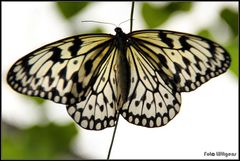 Schmetterling 08