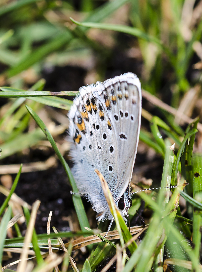 Schmetterling 08