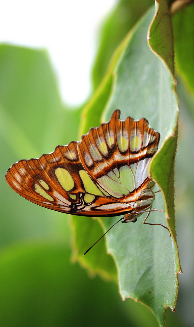 Schmetterling