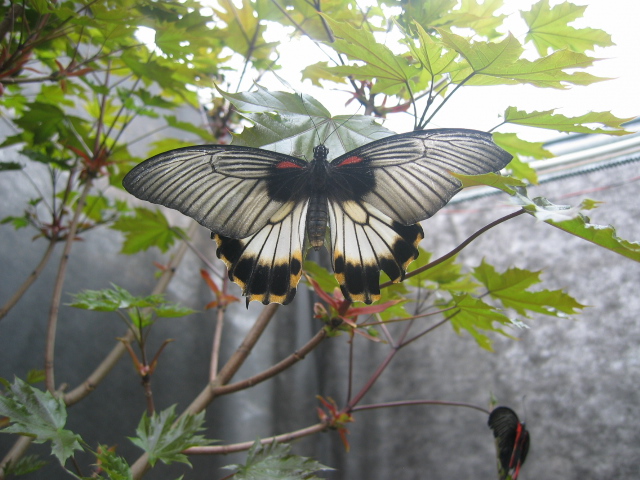 Schmetterling