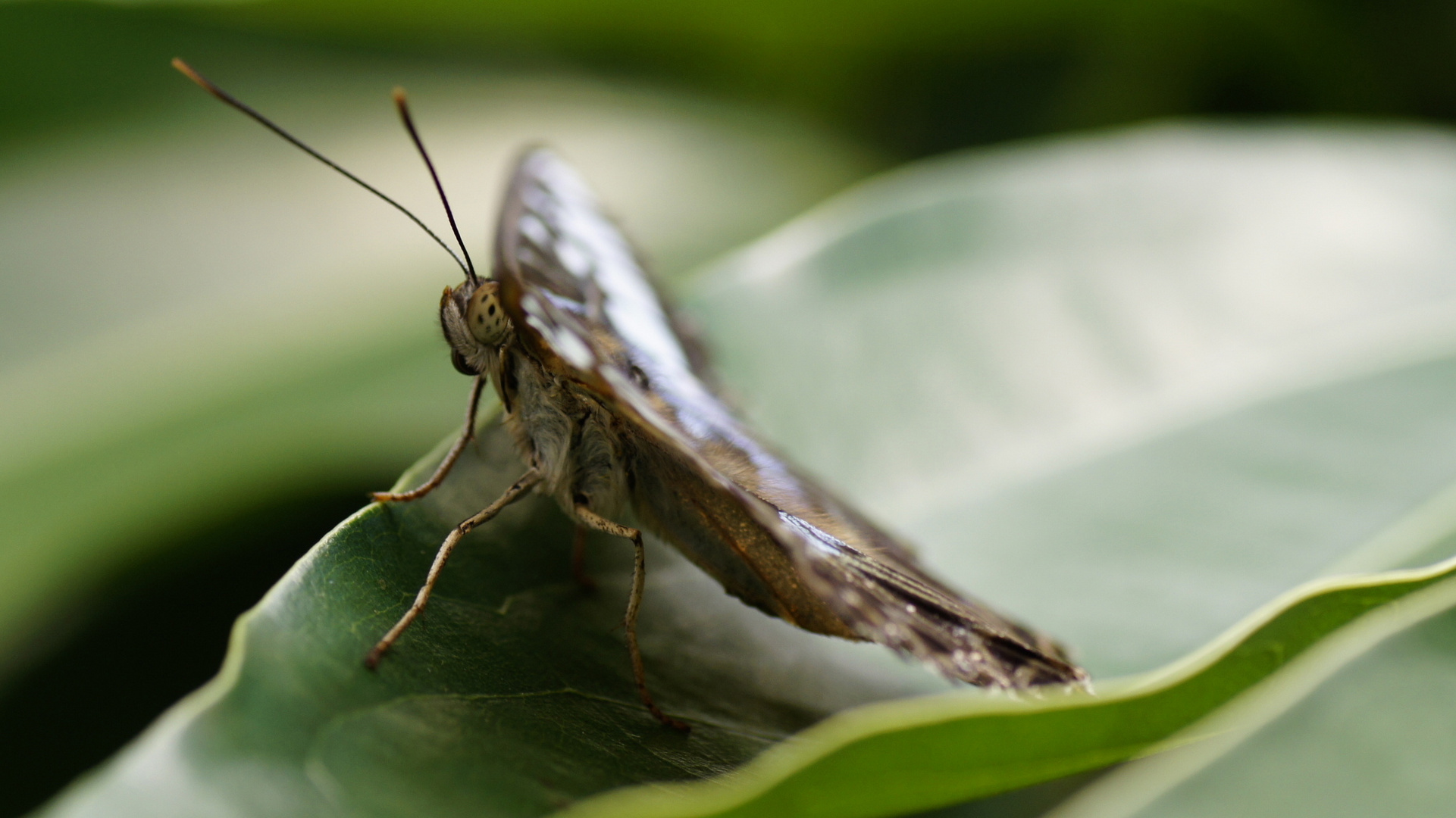 Schmetterling