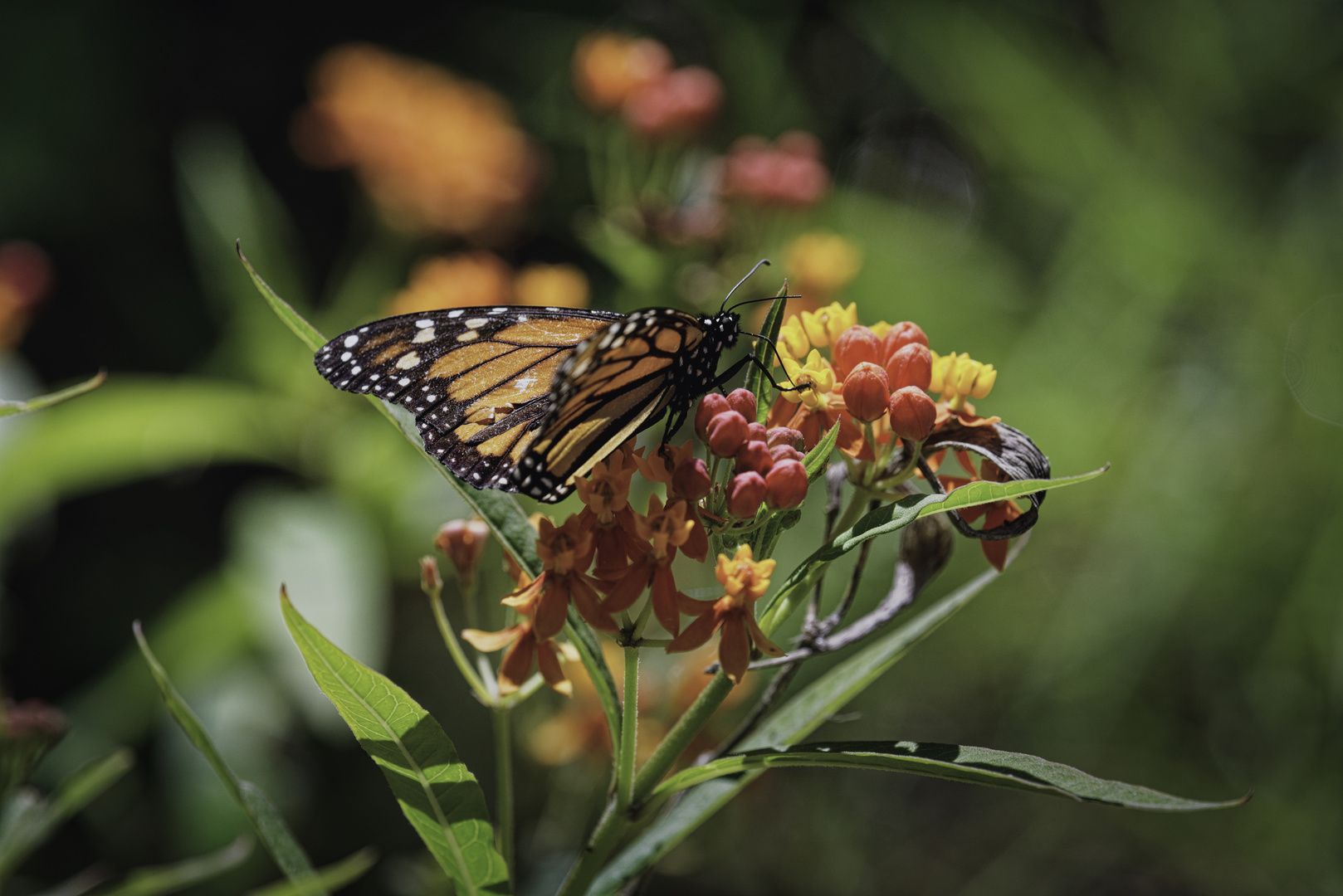 Schmetterling