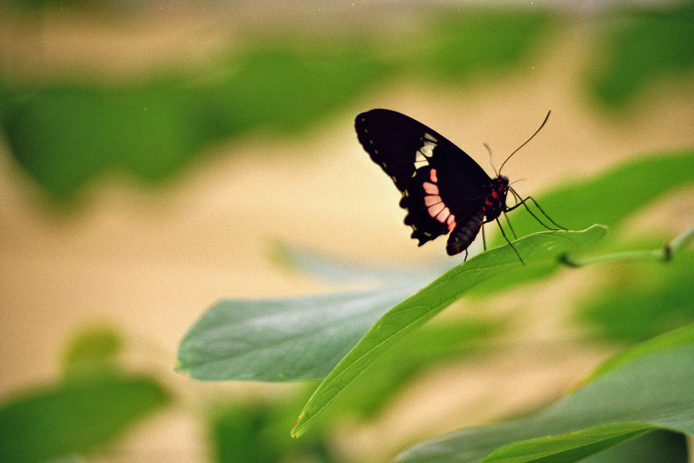 Schmetterling