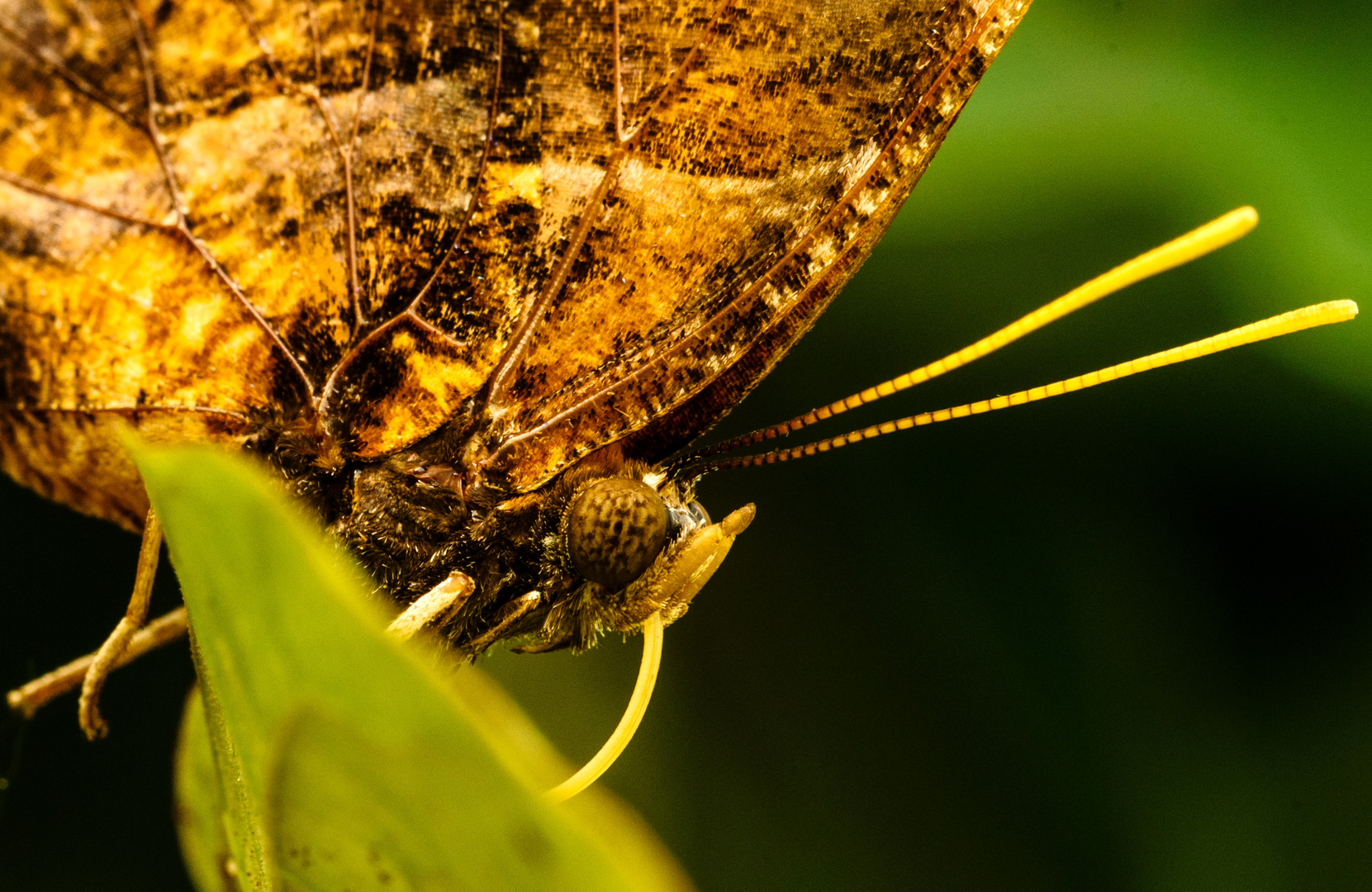 Schmetterling