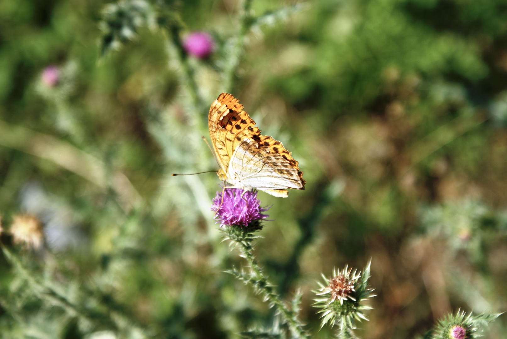 Schmetterling