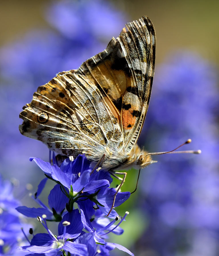 Schmetterling