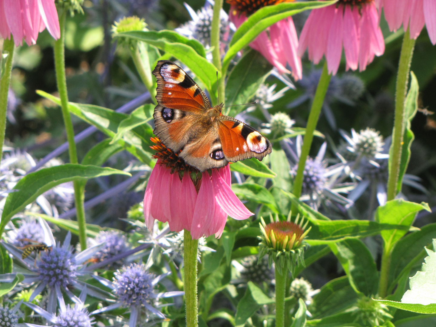 Schmetterling