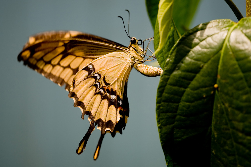 Schmetterling