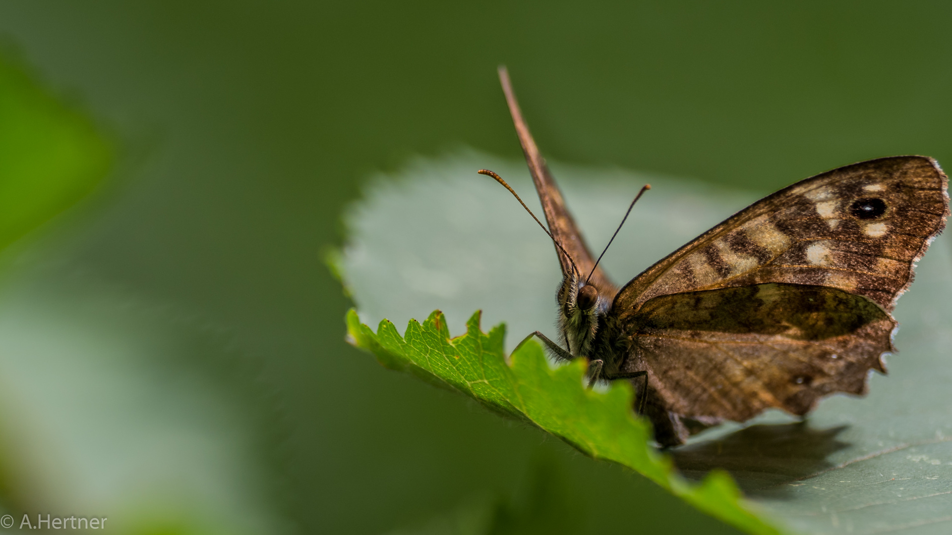 Schmetterling 