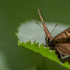 Schmetterling 