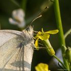 Schmetterling