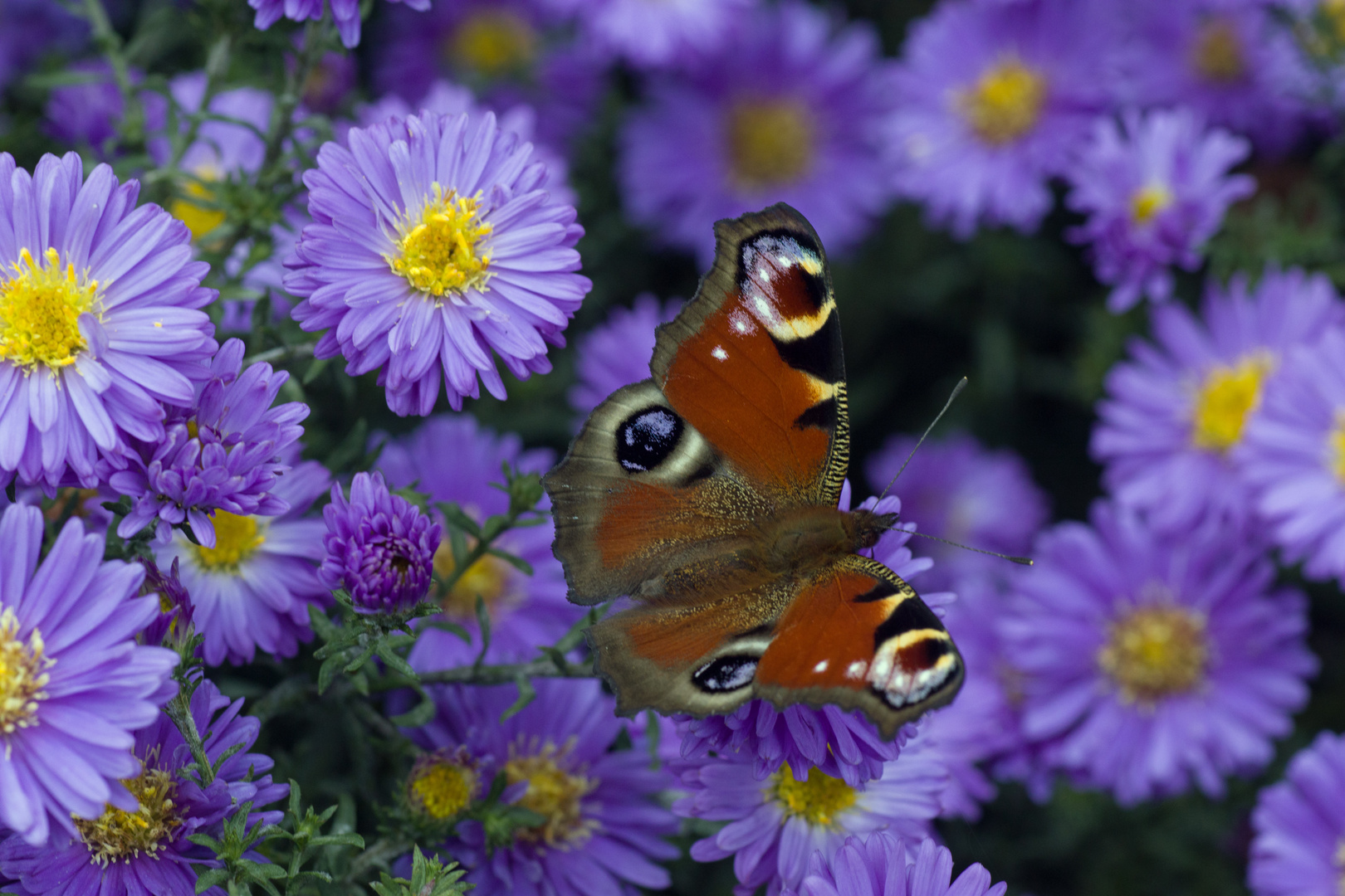 Schmetterling