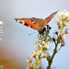 Schmetterling