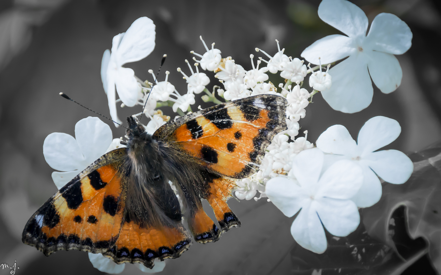 Schmetterling