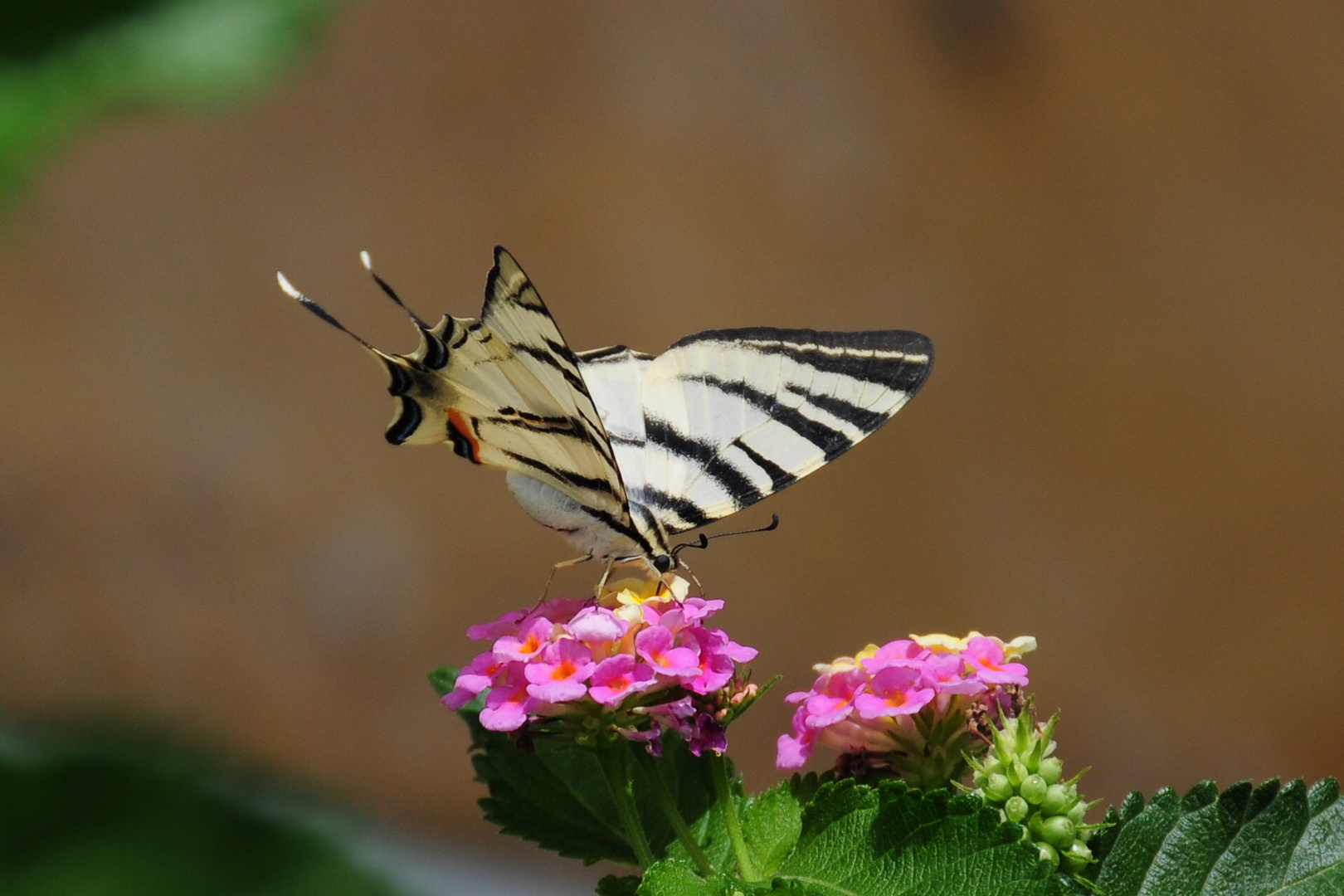 Schmetterling