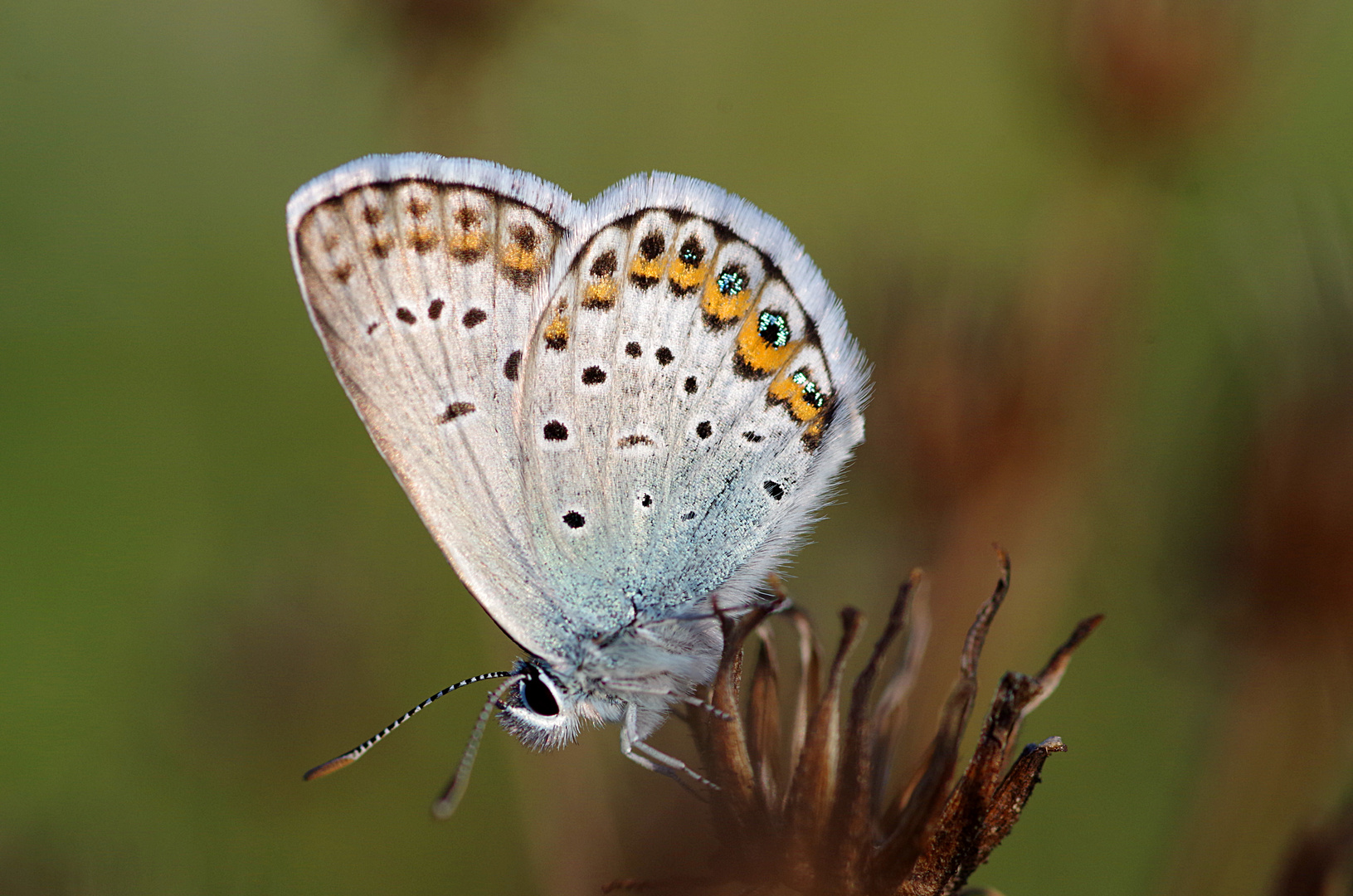 schmetterling