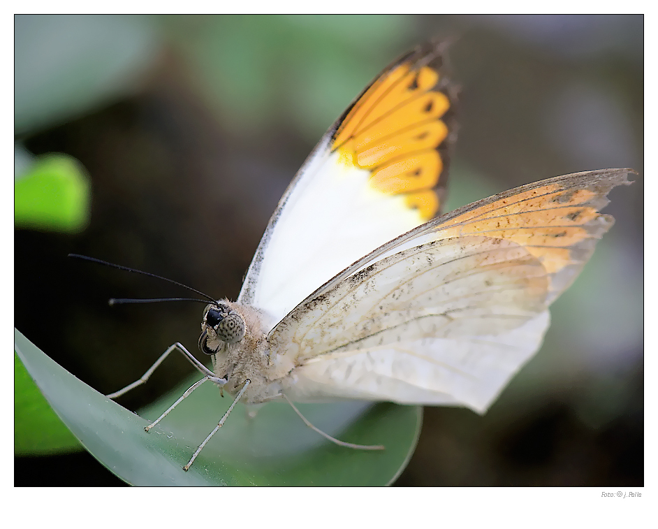 Schmetterling 0902