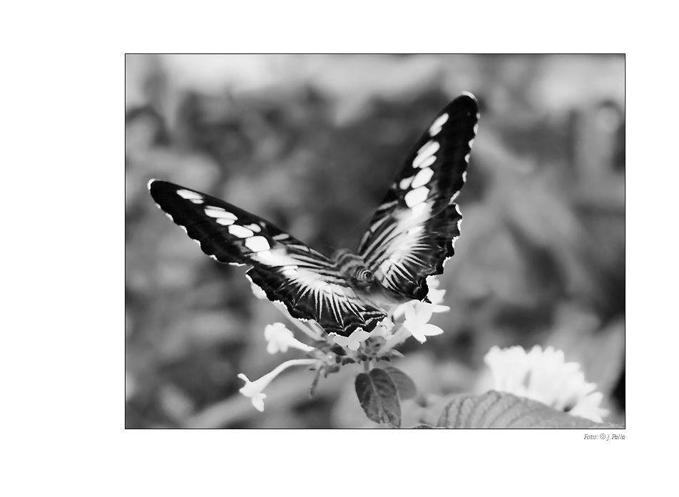 Schmetterling 0904