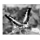 Schmetterling 0904