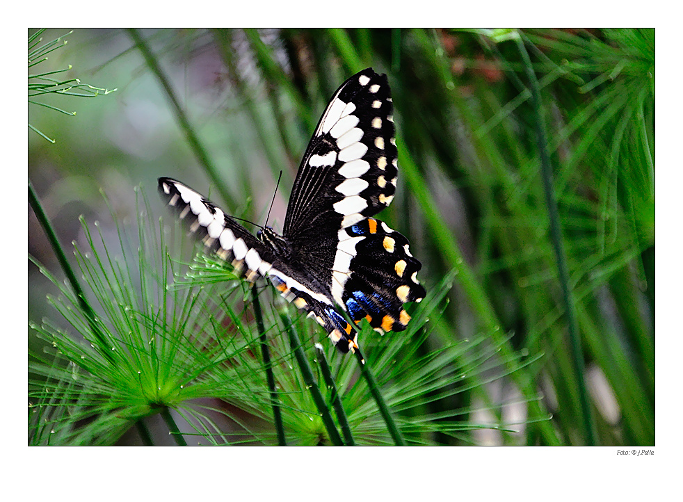 Schmetterling 0905