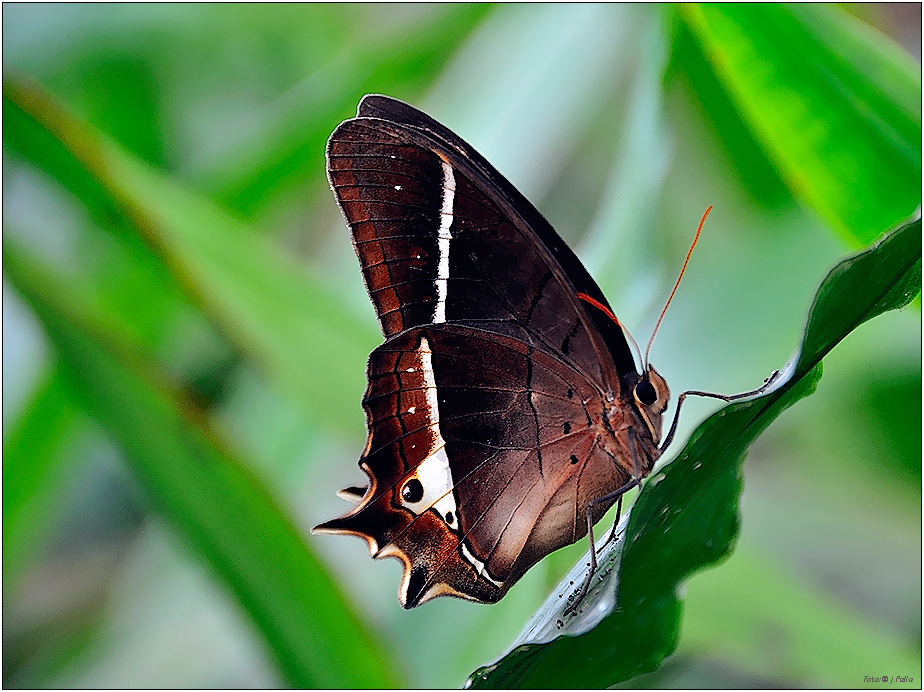 Schmetterling 0907