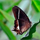 Schmetterling 0907