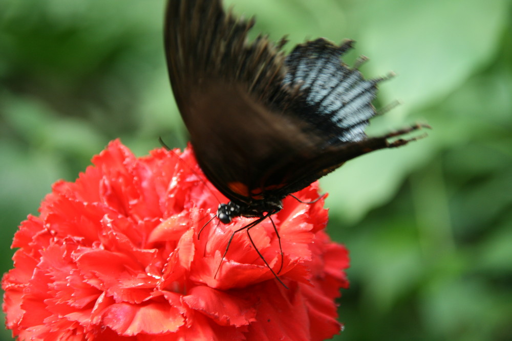 Schmetterling