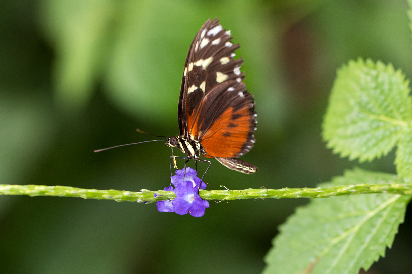 Schmetterling