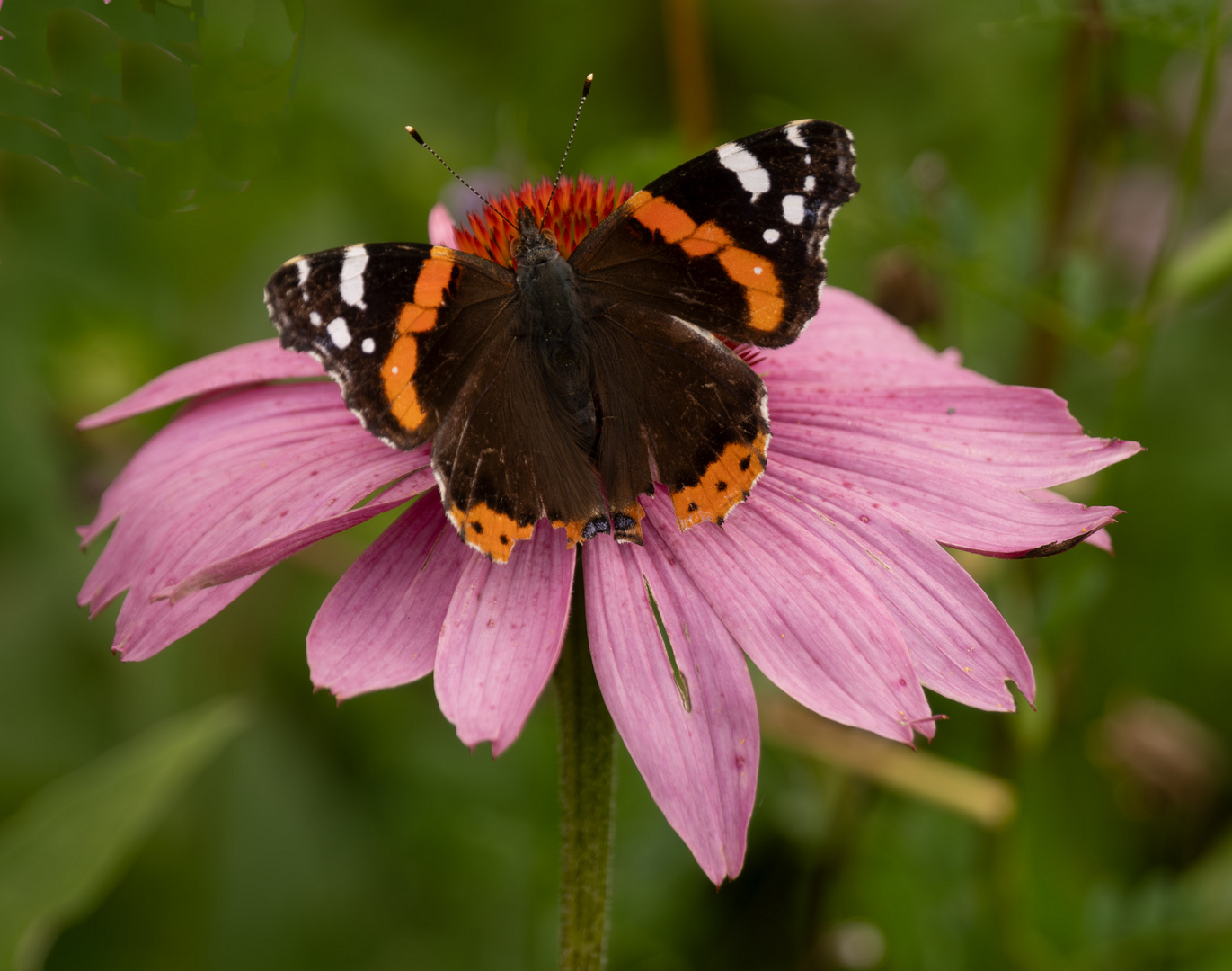 Schmetterling