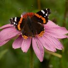 Schmetterling