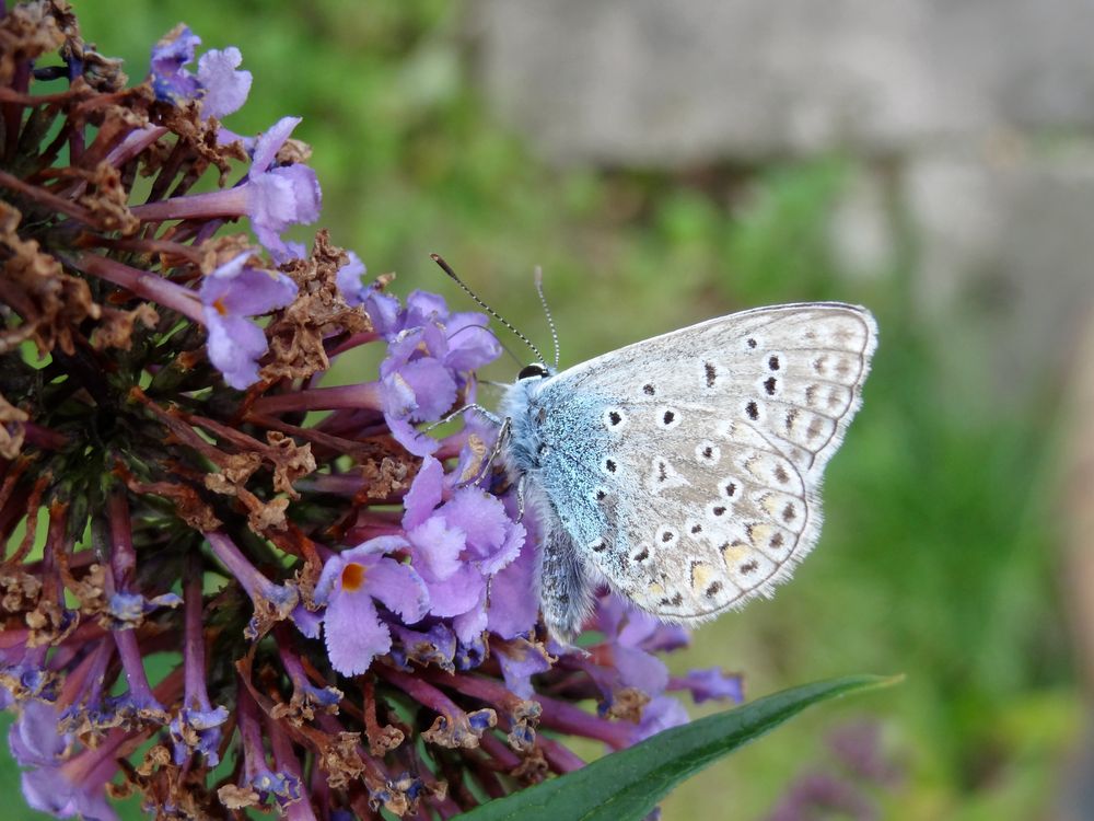 Schmetterling