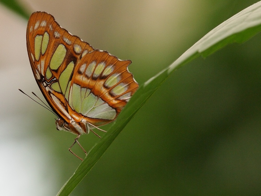 Schmetterling