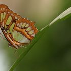 Schmetterling