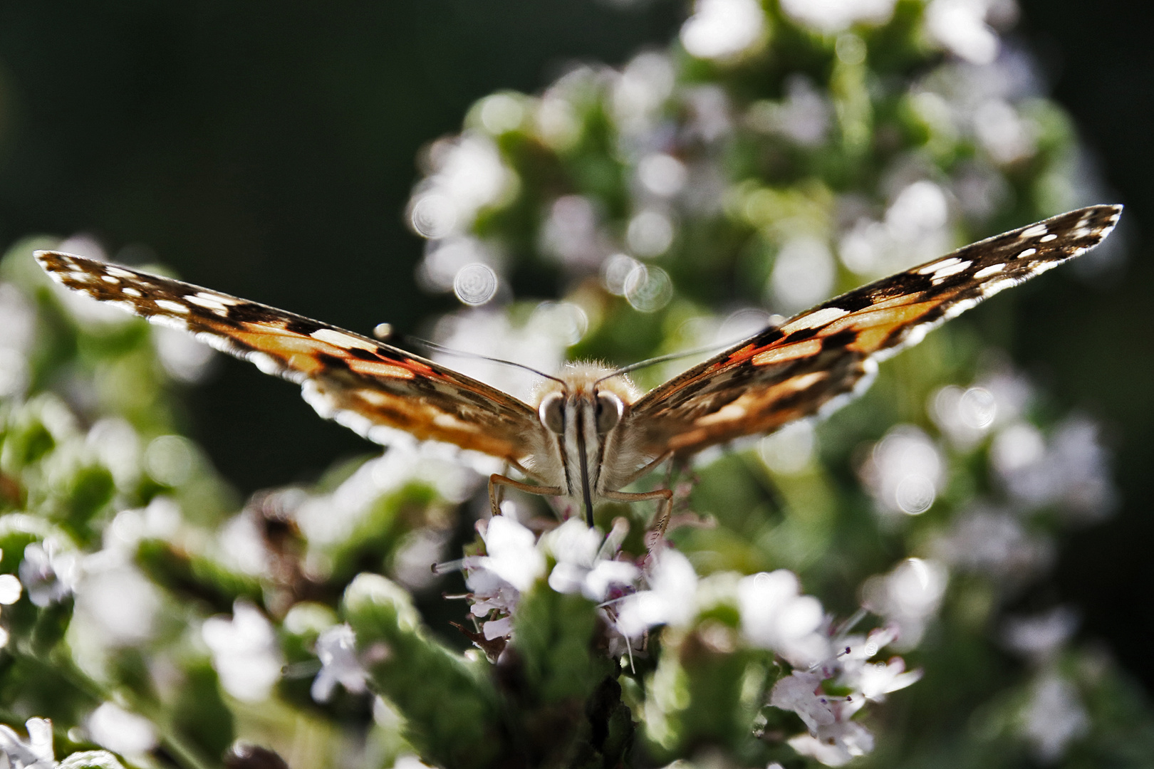 Schmetterling