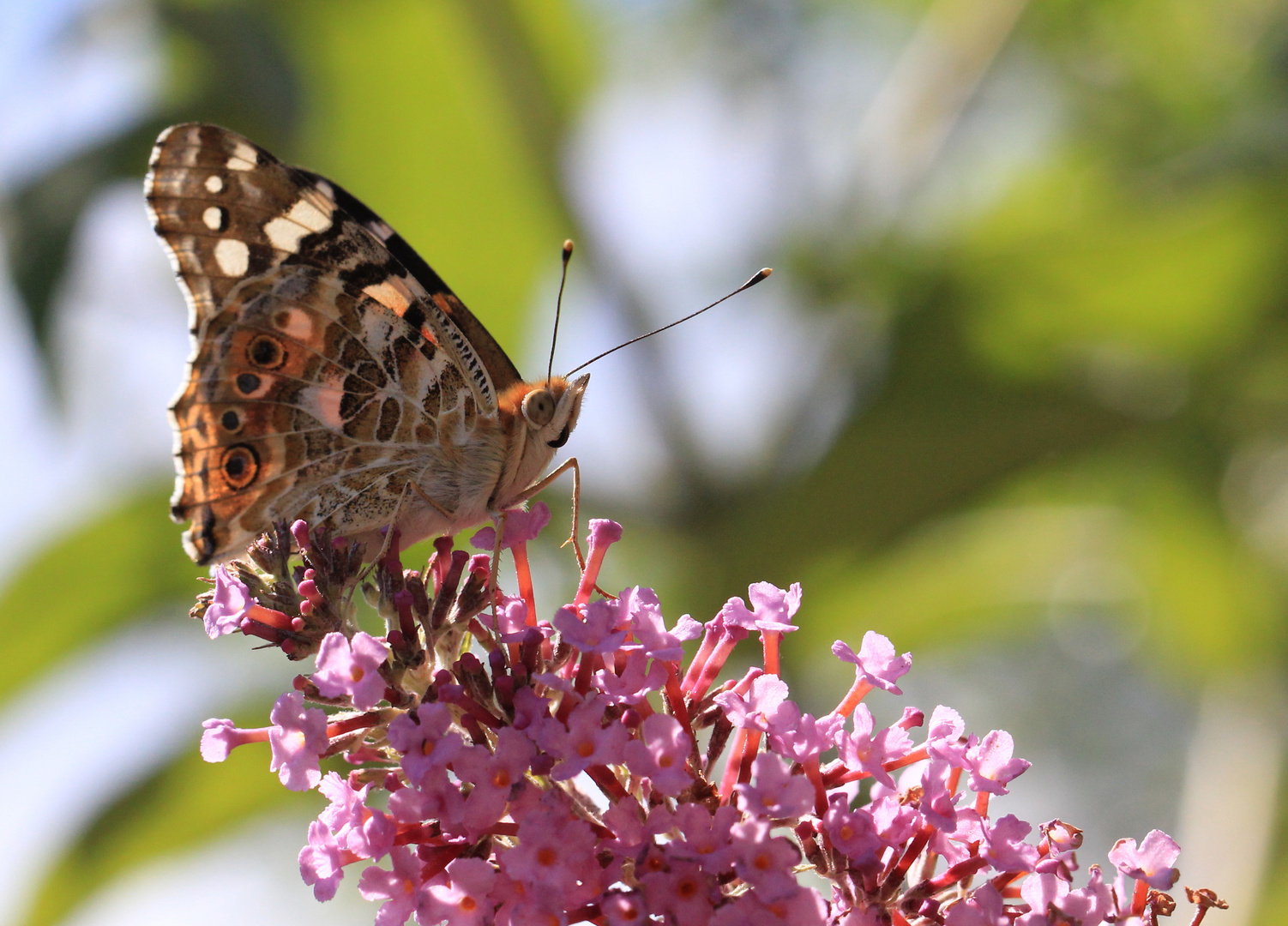 Schmetterling