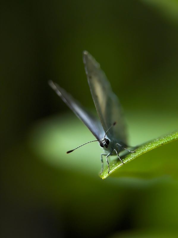 Schmetterling