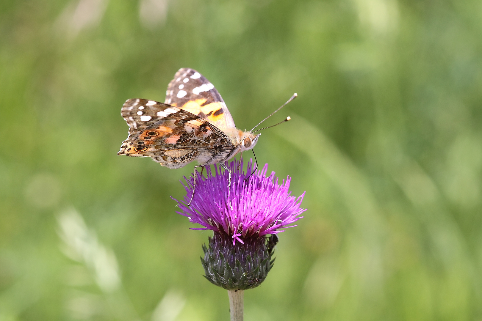 Schmetterling